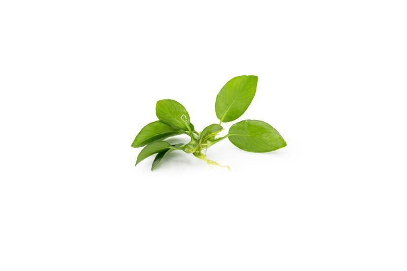 Anubias Nana Petite (Pot)