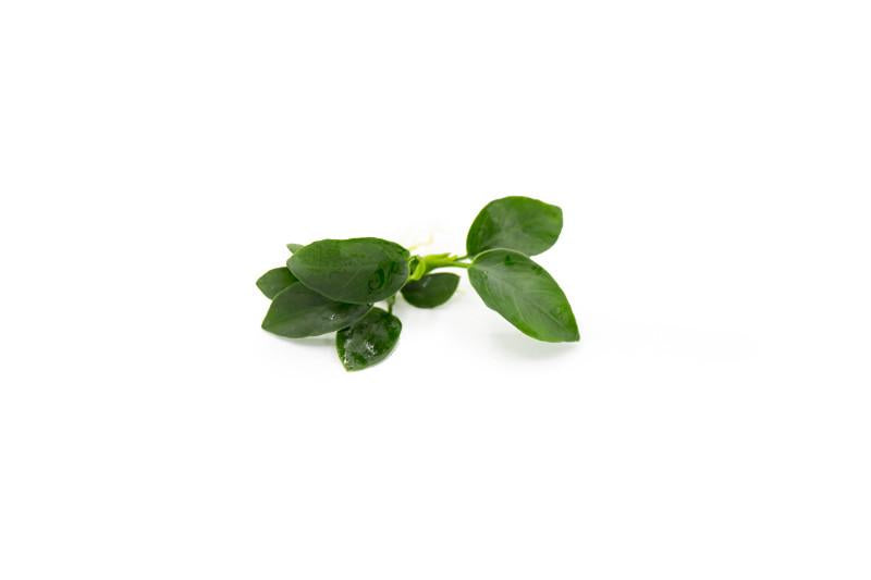 Anubias Nana Petite (Pot)