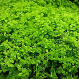 Micranthemum 'Monte Carlo' (Tissue Culture)