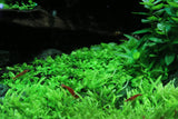 Micranthemum 'Monte Carlo' (Tissue Culture)