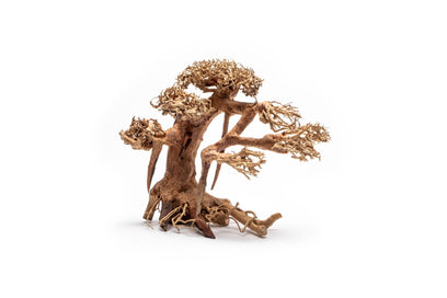 OLD 915 Aquarium Bonsai Tree - Large 602L - IN STORE PICK UP ONLY