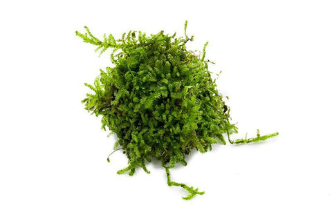 products/christmas-moss-11725711769681.jpg
