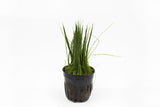 Dwarf Hairgrass (Tissue Culture)