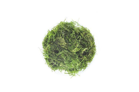 products/flame-moss-11709897572433.jpg