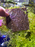 Micranthemum 'Monte Carlo' (Tissue Culture)