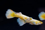 Full Gold (Pair) Guppy Free2Day SHIPPING