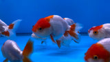 Juvenile Ranchu Red White 3 Inch (Assorted) Free2Day SHIPPING