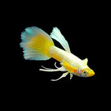 Full Gold (Pair) Guppy Free2Day SHIPPING