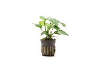 Anubias Nana Thick Leaf (Pot)