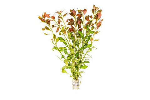 products/ludwigia-repens-11742506352721.jpg