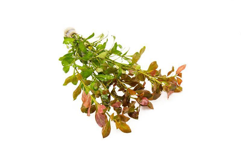 Ludwigia Repens  Red (Lead Bunch)