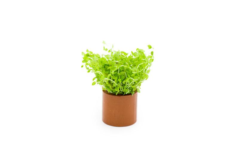 Micranthemum 'Monte Carlo' (Tissue Culture)