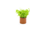 Micranthemum 'Monte Carlo' (Tissue Culture)