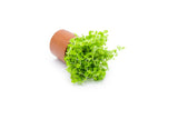 Micranthemum 'Monte Carlo' (Tissue Culture)