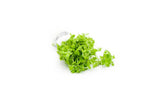 Micranthemum 'Monte Carlo' (Tissue Culture)