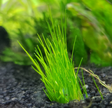 Dwarf Hairgrass (Tissue Culture)